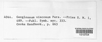 Image of Geoglossum viscosum
